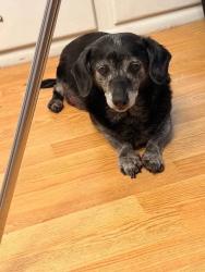 Found/Stray Male Dog last seen montebello blvd, Montebello, CA 90640