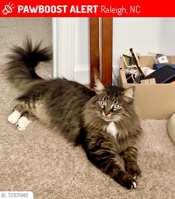 Lost Male Cat last seen Near e Martin St Raleigh nc, Raleigh, NC 27601