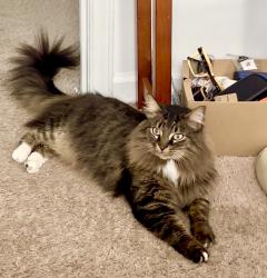 Lost Male Cat last seen Near e Martin St Raleigh nc, Raleigh, NC 27601