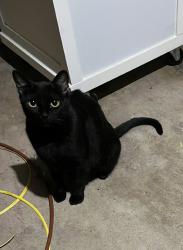 Lost Female Cat last seen Stribling Circle., Azle, TX 76020