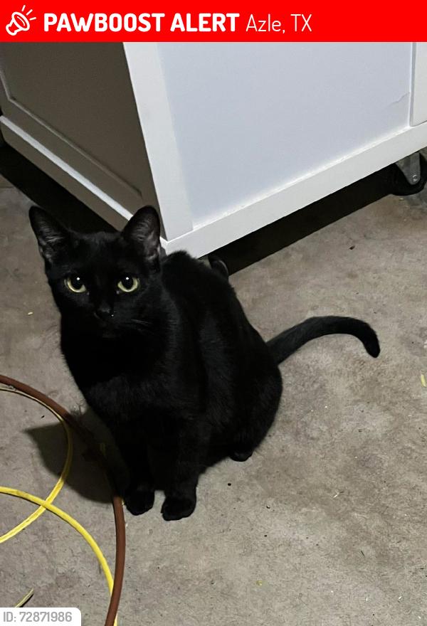 Lost Female Cat last seen Stribling Circle., Azle, TX 76020