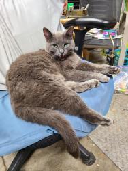 Reunited Male Cat last seen Coolidge and Kipling, Oak Park, MI 48237