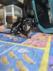Found/Stray Male Dog last seen Buckner & John west @ sonic , Dallas, TX 75228