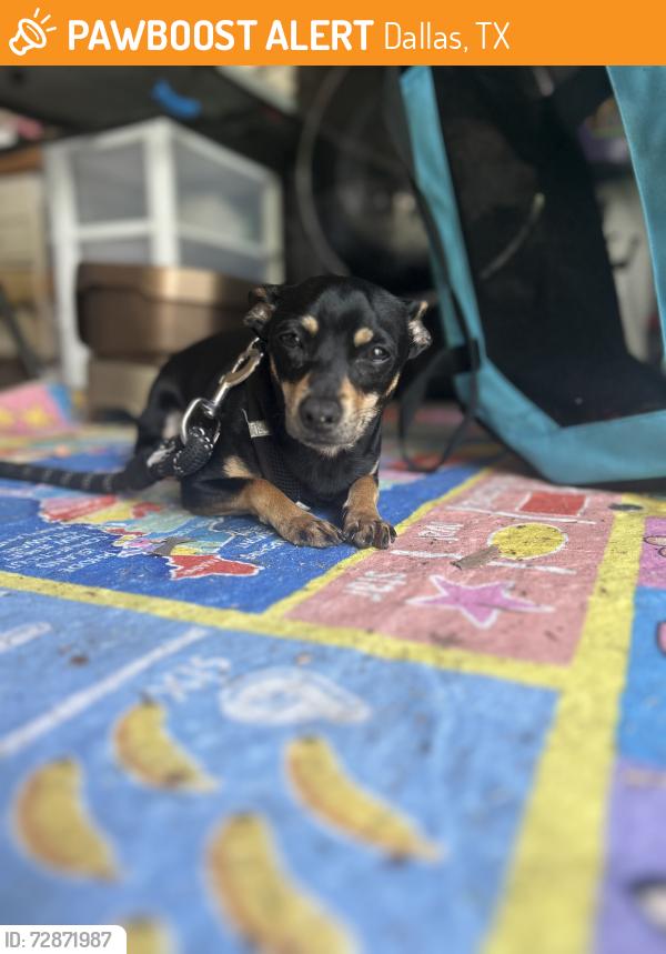 Found/Stray Male Dog last seen Buckner & John west @ sonic , Dallas, TX 75228