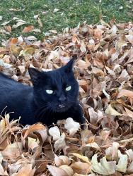 Lost Female Cat last seen Town center and la madre mountain, Las Vegas, NV 89135