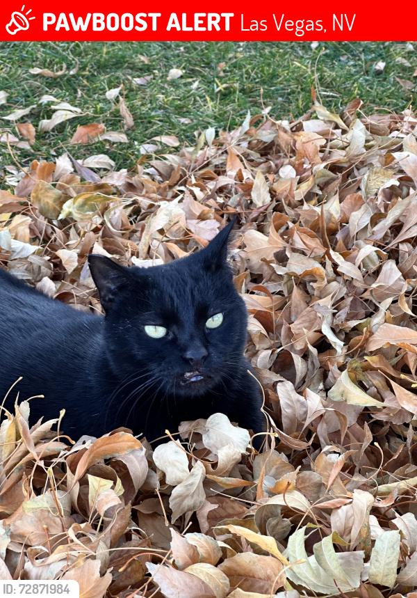 Lost Female Cat last seen Town center and la madre mountain, Las Vegas, NV 89135