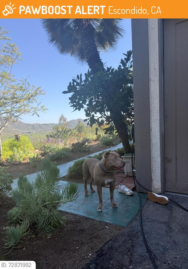 Found/Stray Male Dog last seen Sunset hills , Escondido, CA 92025