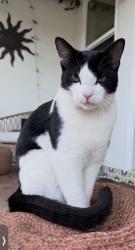 Lost Male Cat last seen San Nicholas St & Seaward Ave, Ventura, CA 93003