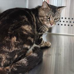 Shelter Stray Unknown Cat last seen , Norman, OK 73072