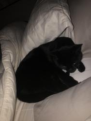 Lost Male Cat last seen Reed/bethel rd, Columbus, OH 43220