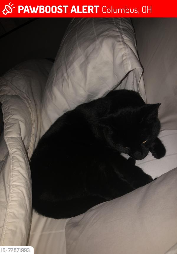 Lost Male Cat last seen Reed/bethel rd, Columbus, OH 43220