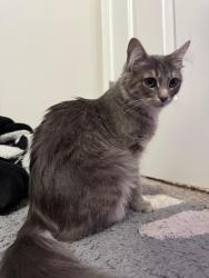 Lost Female Cat last seen backyard, Braselton, GA 30517