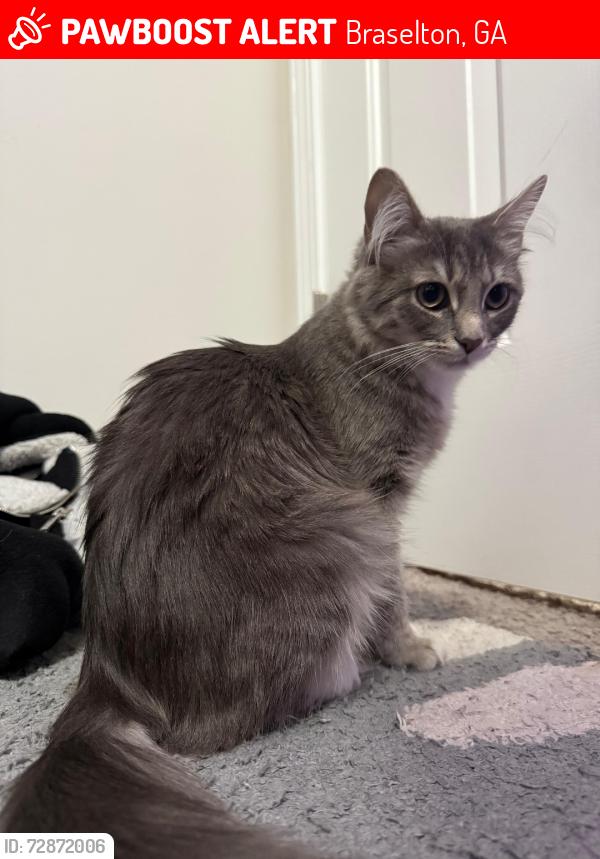 Lost Female Cat last seen backyard, Braselton, GA 30517
