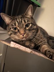 Lost Male Cat last seen Near West 18th Avenue, Vancouver, BC V5Z 1W4