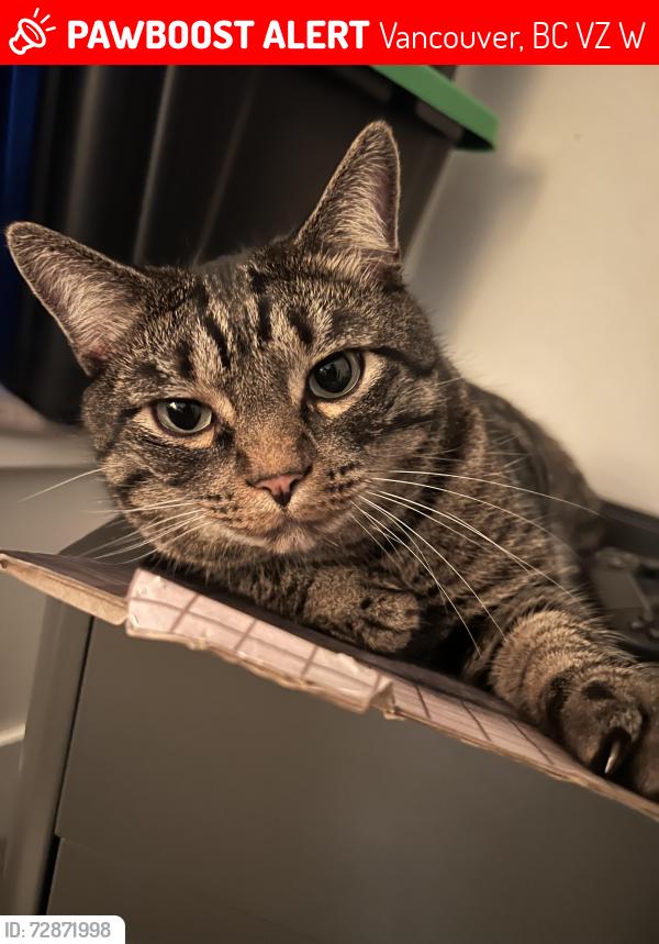 Lost Male Cat last seen Near West 18th Avenue, Vancouver, BC V5Z 1W4