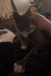 Lost Female Cat last seen River road, cedar Ave, minot ave, , Croydon, PA 19021