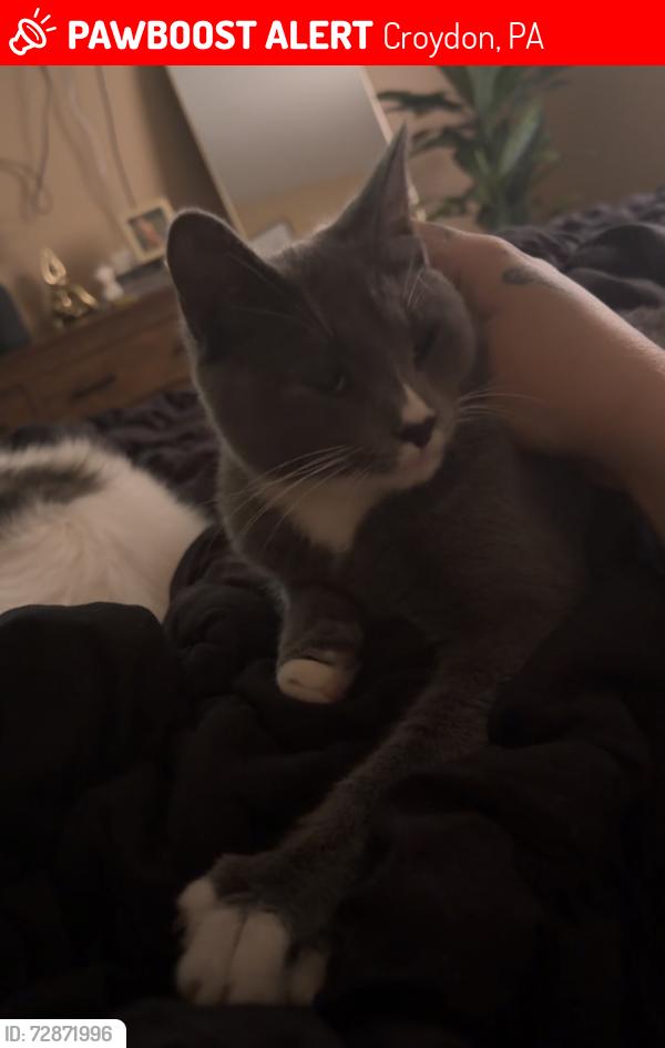 Lost Female Cat last seen River road, cedar Ave, minot ave, , Croydon, PA 19021
