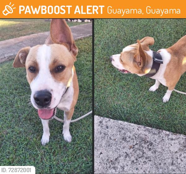 Found/Stray Male Dog last seen Carretera 748, Guayama, Guayama 00784