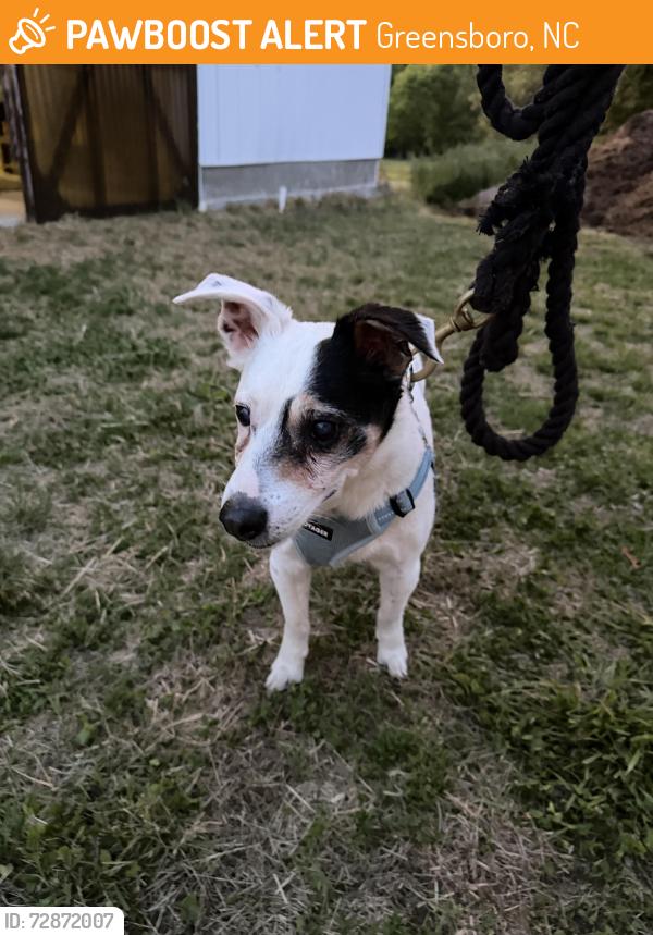 Found/Stray Male Dog last seen Near way stop sign at Groometown and Kivett, Greensboro, NC 27407