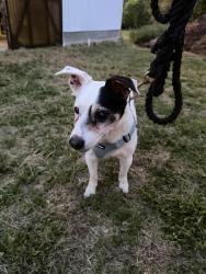 Found/Stray Male Dog last seen Near way stop sign at Groometown and Kivett, Greensboro, NC 27407