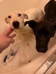Found/Stray Male Dog last seen Near Coleman rd travelers rest sc area, Travelers Rest, SC 29690