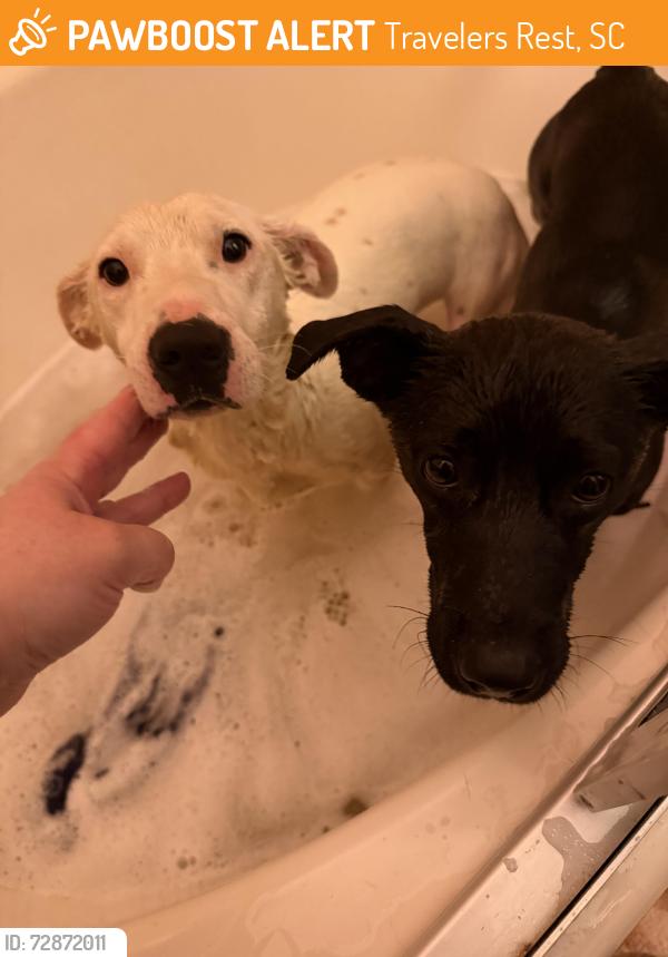 Found/Stray Male Dog last seen Near Coleman rd travelers rest sc area, Travelers Rest, SC 29690