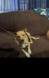 Lost Male Dog last seen 9th street and Gary, Phoenix, AZ 85042