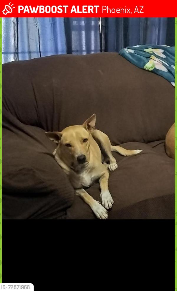 Lost Male Dog last seen 9th street and Gary, Phoenix, AZ 85042