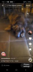 Lost Male Dog last seen Palm shaw, Fresno, CA 93704