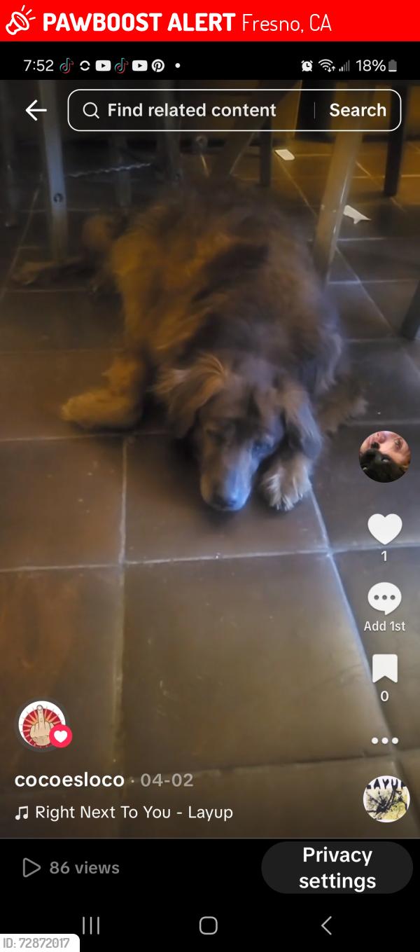 Lost Male Dog last seen Palm shaw, Fresno, CA 93704