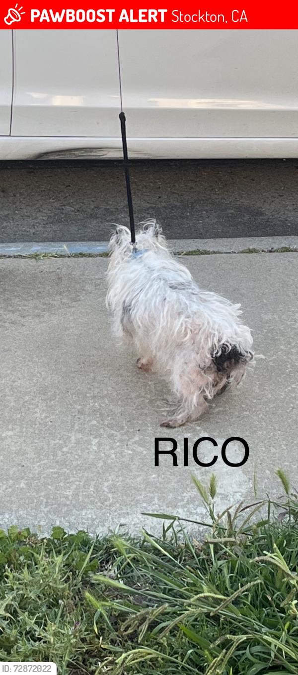 Lost Male Dog last seen Hermitage Avenue, Stockton, CA 95210