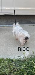 Lost Male Dog last seen Hermitage Avenue, Stockton, CA 95210