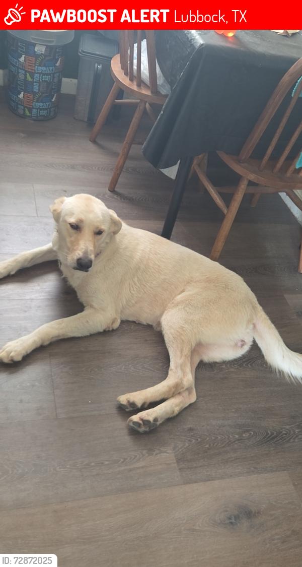 Lost Female Dog last seen Near Ave U, Lubbock, TX 79412