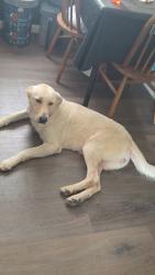 Lost Female Dog last seen Near Ave U, Lubbock, TX 79412