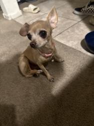 Lost Female Dog last seen Flamingo/ desert inn, Las Vegas, NV 89121