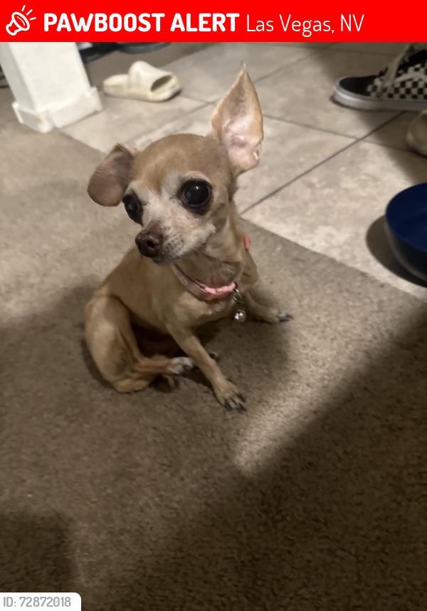 Lost Female Dog last seen Flamingo/ desert inn, Las Vegas, NV 89121