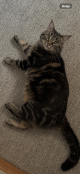 Lost Female Cat last seen Fort Lincoln School, Mandan, ND 58554