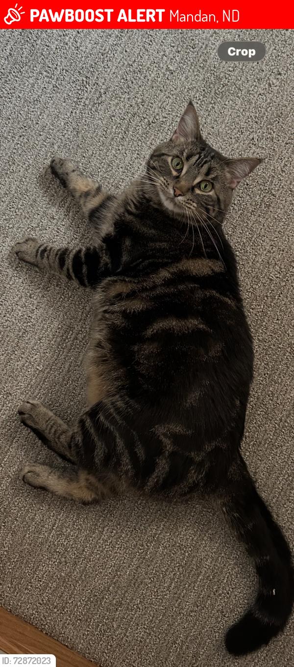 Lost Female Cat last seen Fort Lincoln School, Mandan, ND 58554