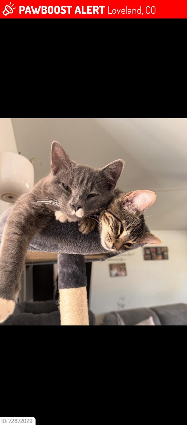 Lost Female Cat last seen Wilson and 29th St, Loveland, CO 80537