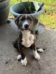 Found/Stray Female Dog last seen Aspen street , Dallas, TX 75227