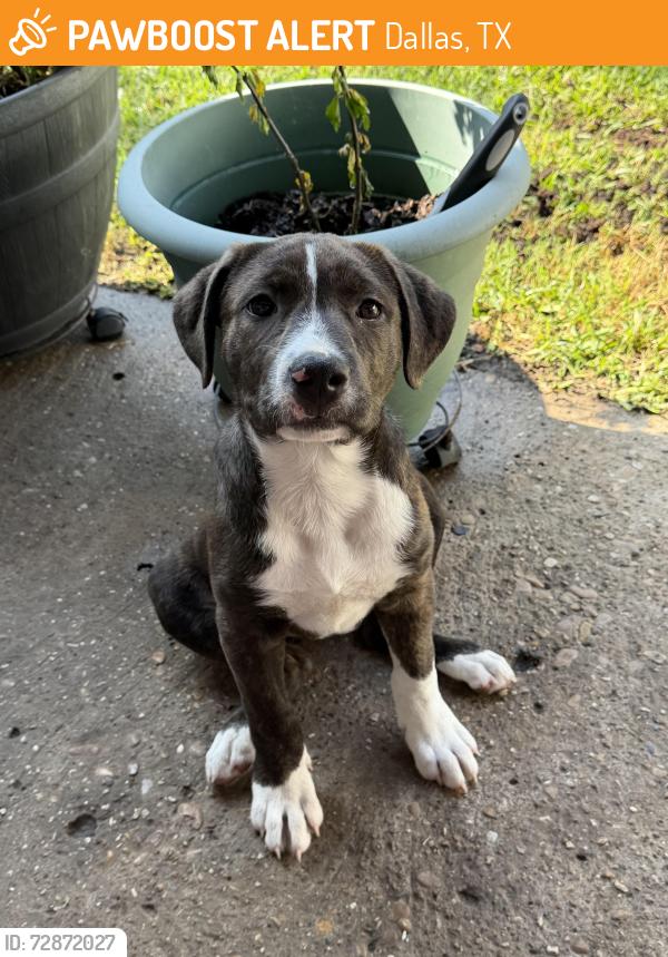 Found/Stray Female Dog last seen Aspen street , Dallas, TX 75227