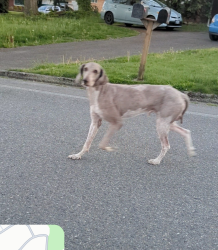 Found/Stray Unknown Dog last seen 38th Ave S, Kent, WA 98031