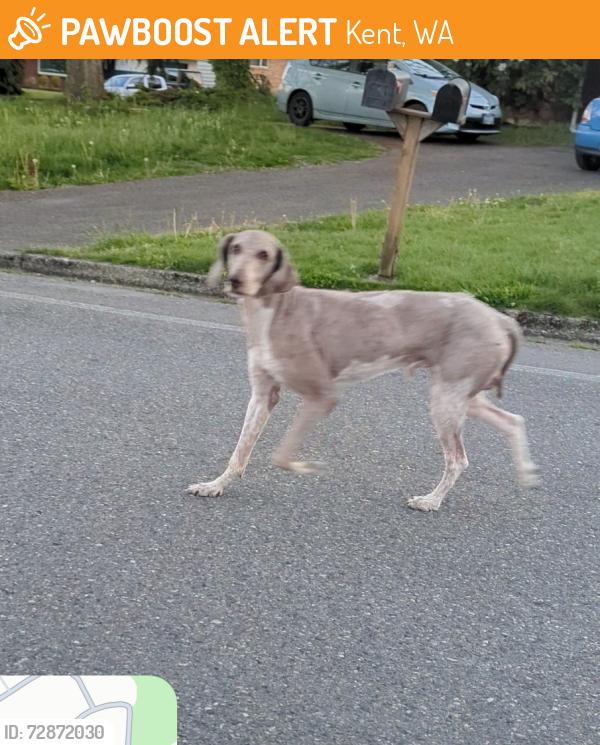 Found/Stray Unknown Dog last seen 38th Ave S, Kent, WA 98031