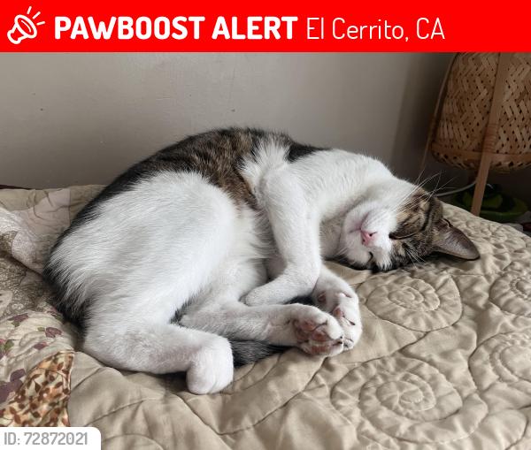 Lost Male Cat last seen Kearney St @ Central Ave, El Cerrito, CA 94530