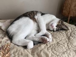 Lost Male Cat last seen Kearney St @ Central Ave, El Cerrito, CA 94530