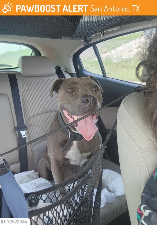 Found/Stray Female Dog last seen Culebra Rd, San Antonio, TX 78229