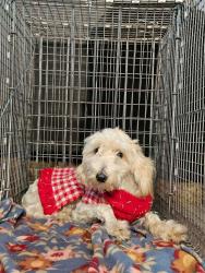 Found/Stray Female Dog last seen Near Lagoon Dr, Buttonwillow, CA 93206, Buttonwillow, CA 93206