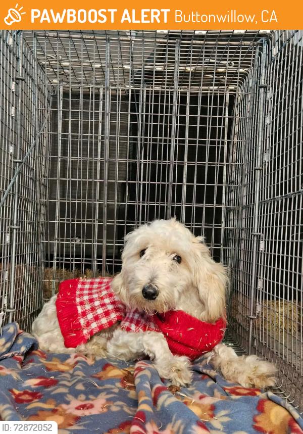 Found/Stray Female Dog last seen Near Lagoon Dr, Buttonwillow, CA 93206, Buttonwillow, CA 93206