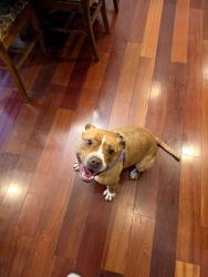 Found/Stray Female Dog last seen Hwy 53 and 140 intersection with the citgo found her in the middle of the road and brought her , Rome, GA 30161