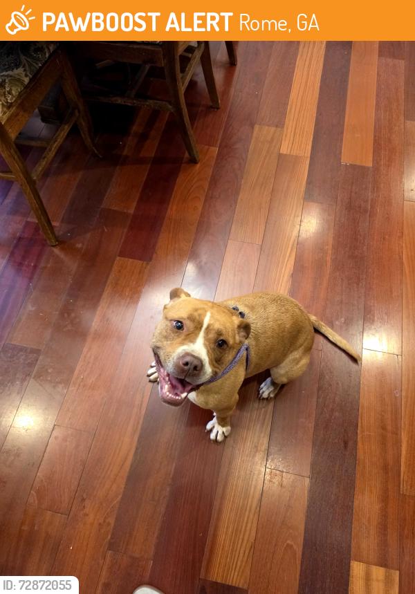 Found/Stray Female Dog last seen Hwy 53 and 140 intersection with the citgo found her in the middle of the road and brought her , Rome, GA 30161